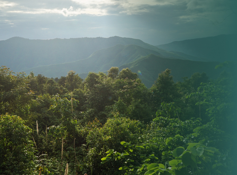 un paysage avec une forêt récemment plantée