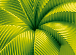 Lemon <br/> & Lime